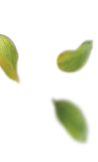 leaf