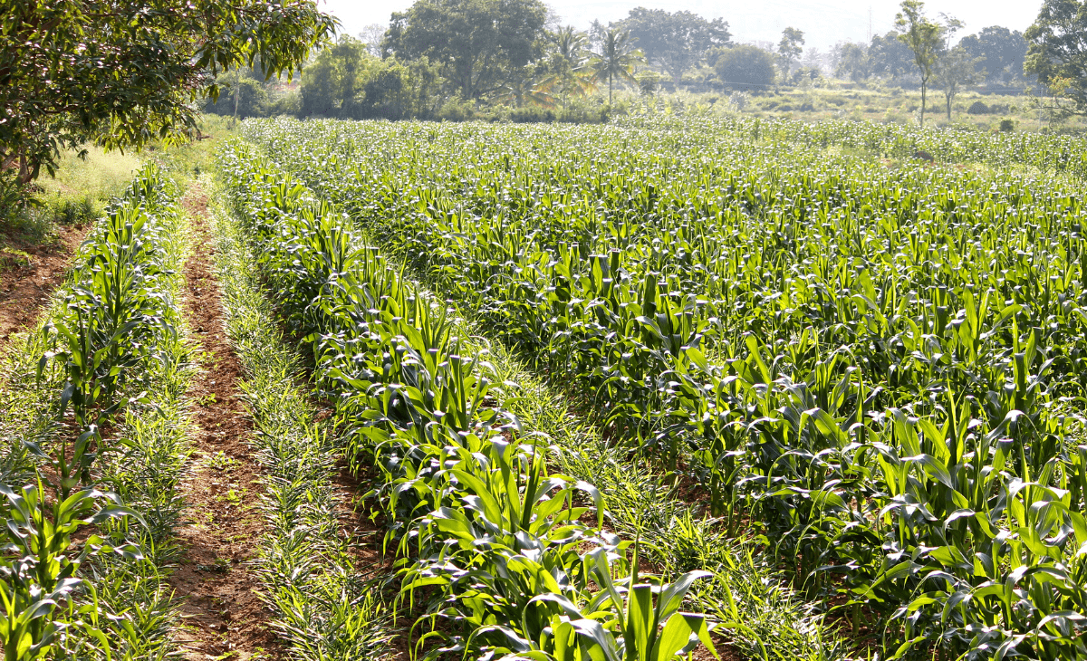 Karnataka Agriculture Land For Sale