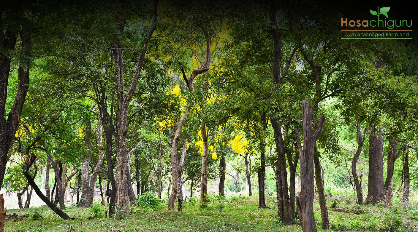 Sandalwood Cultivation.