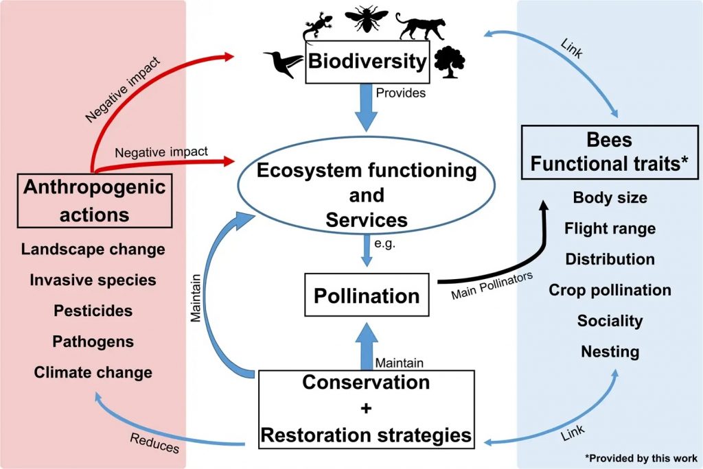 Bees as Environmental Service Providers