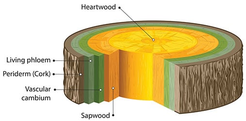 formation of heartwood