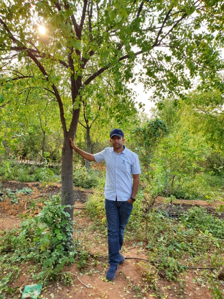 sandalwood cultivation