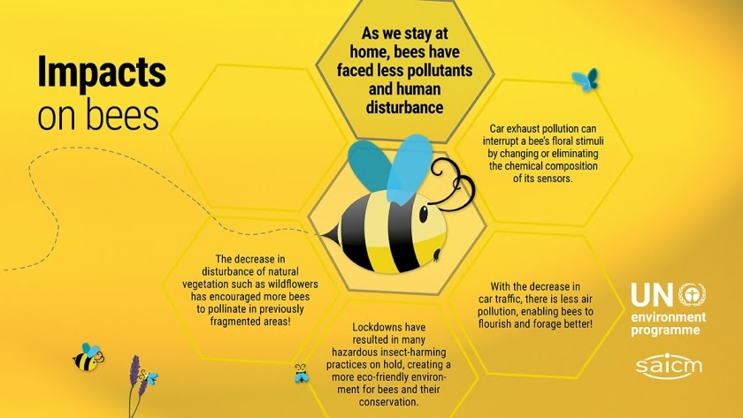 Impact on Bees