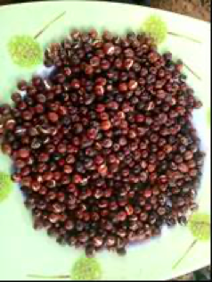 Seeds of sandalwood