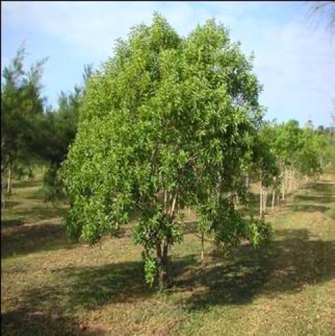 East Indian Sandalwood