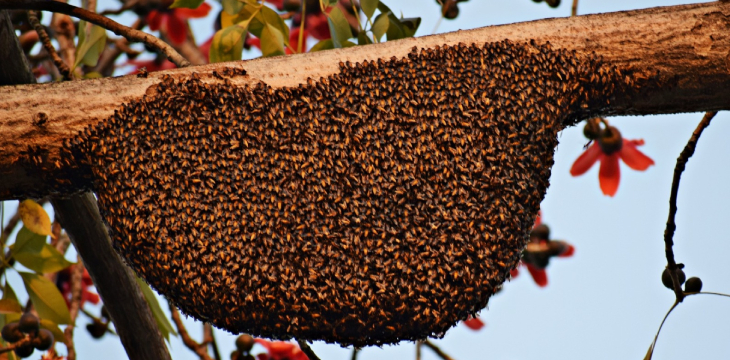 Bees are essential to sustaining food forests