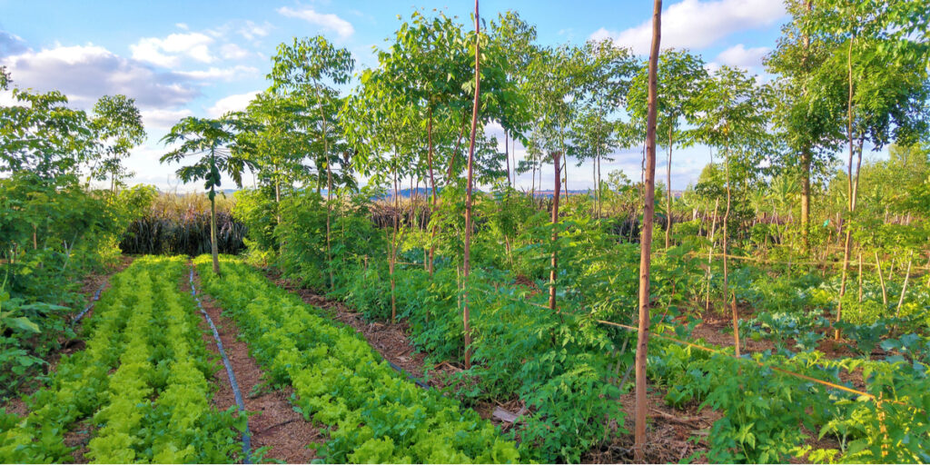 Farm Land in Bangalore