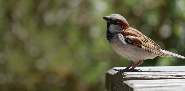 Sparrow