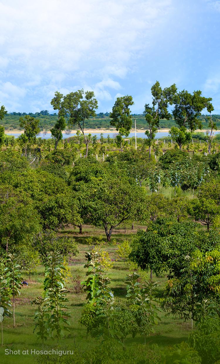 Composting At Hosachiguru