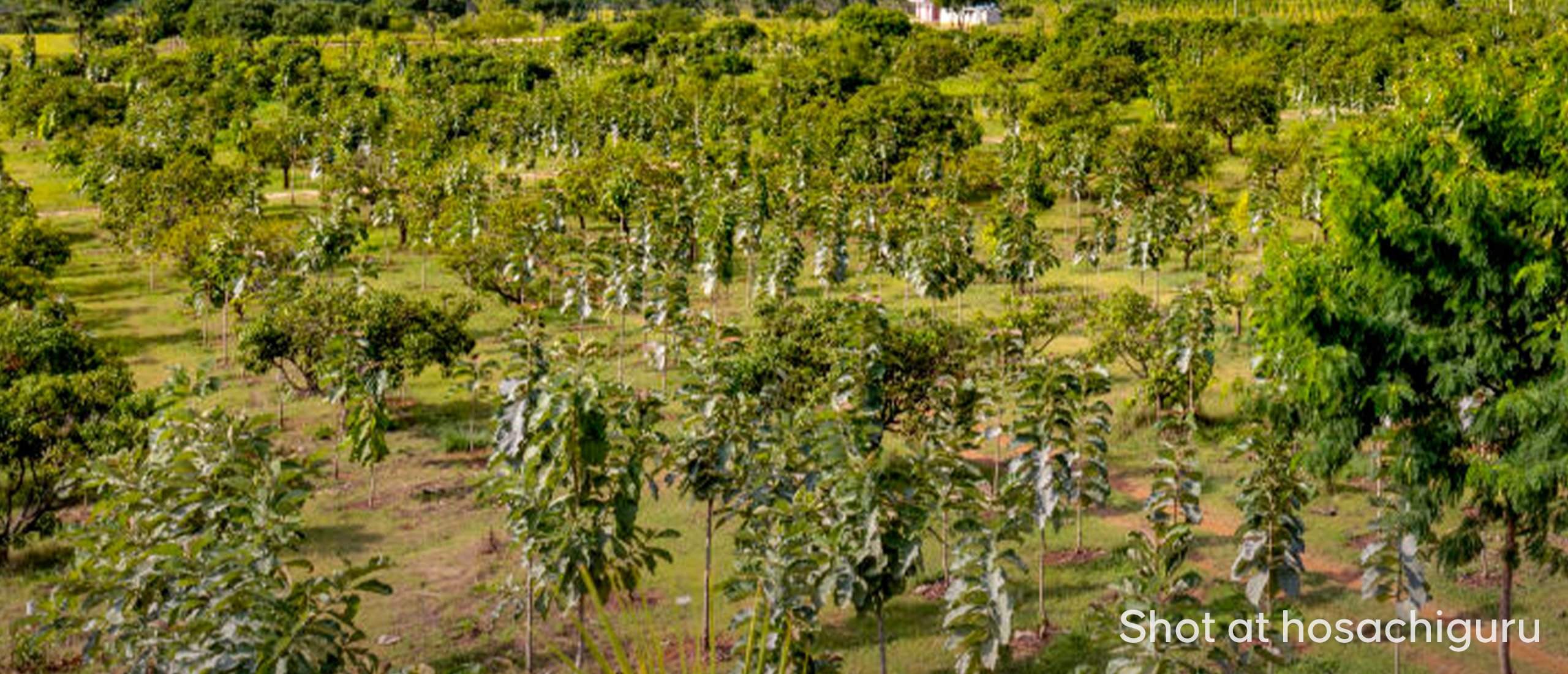 Role of Agroforestry in Sustainable Managed Farmlands