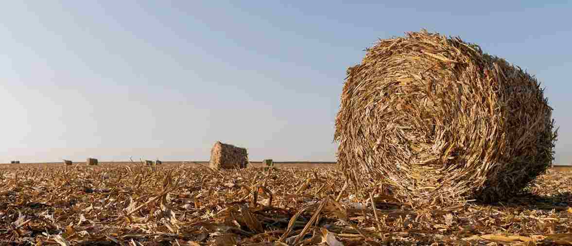 The Beauty of Biomass: Harnessing Nature's Power for Regenerative Agriculture