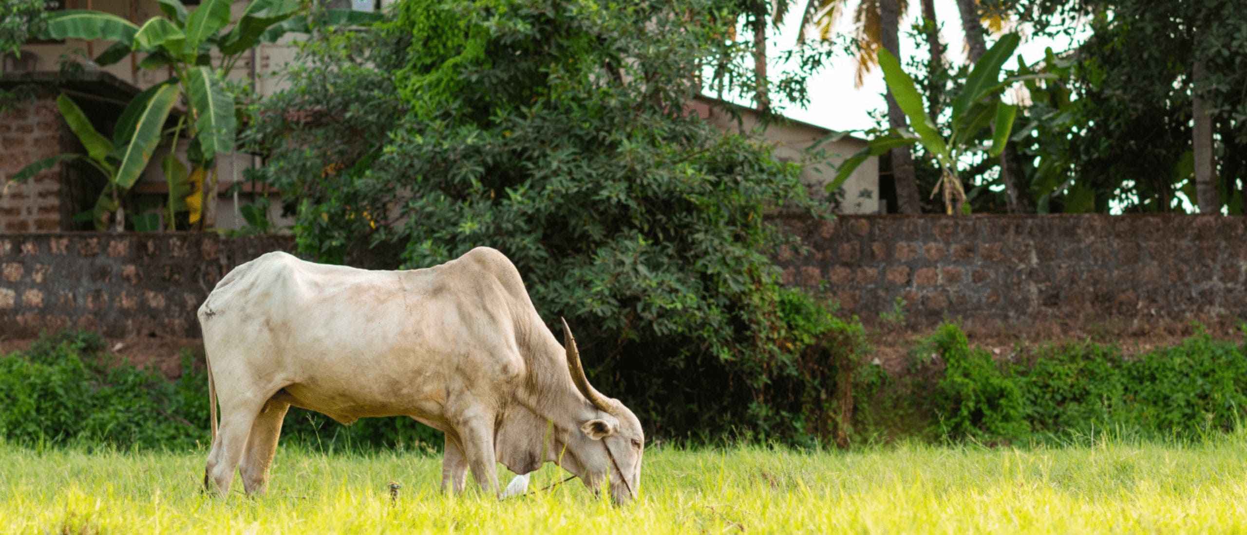 Maximizing Carbon Sequestration Through Grassland Grazing