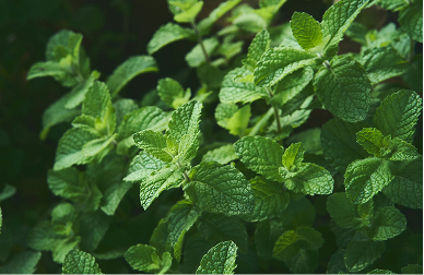 Poster with young people, one sitting in a shopping cart Poster with young people, one sitting in a shopping cart