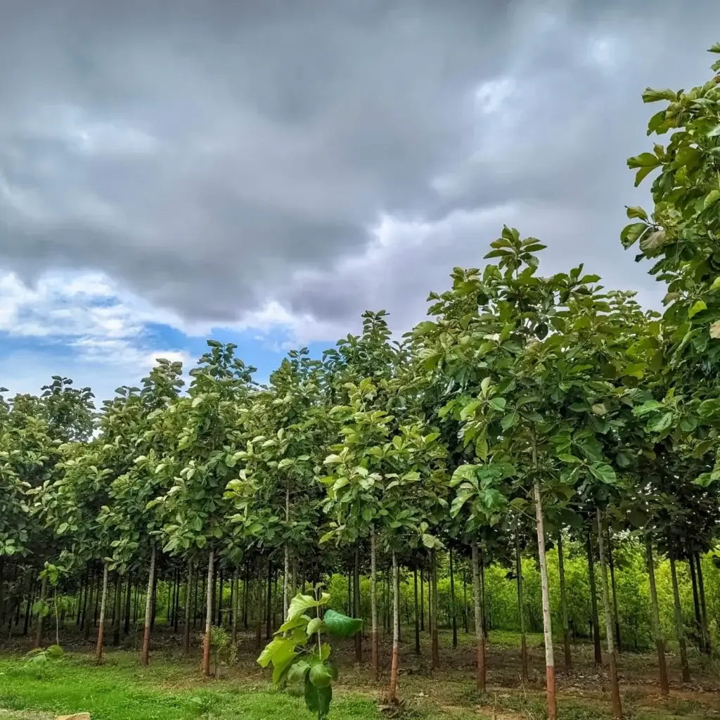 Buy Farm Land