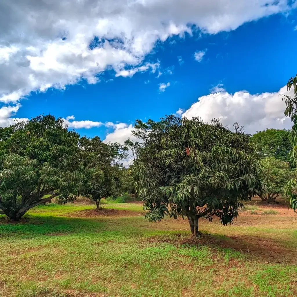 Buy Farm Land