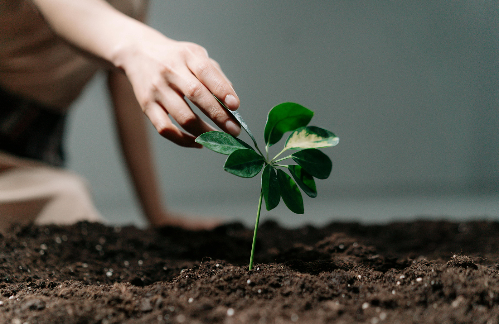 Regenerative farming soil health