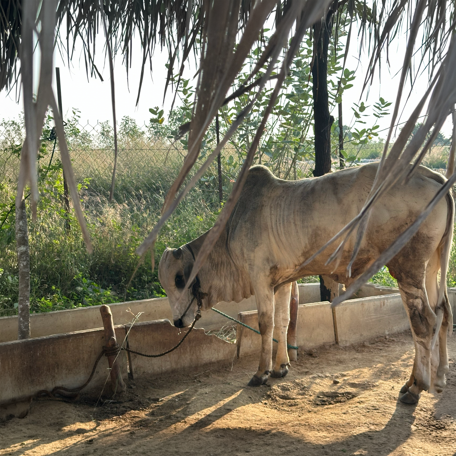 Samruddhi Gallery Image 7