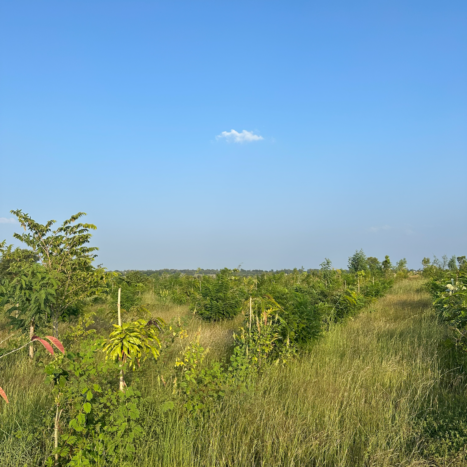 Samruddhi Gallery Image 8