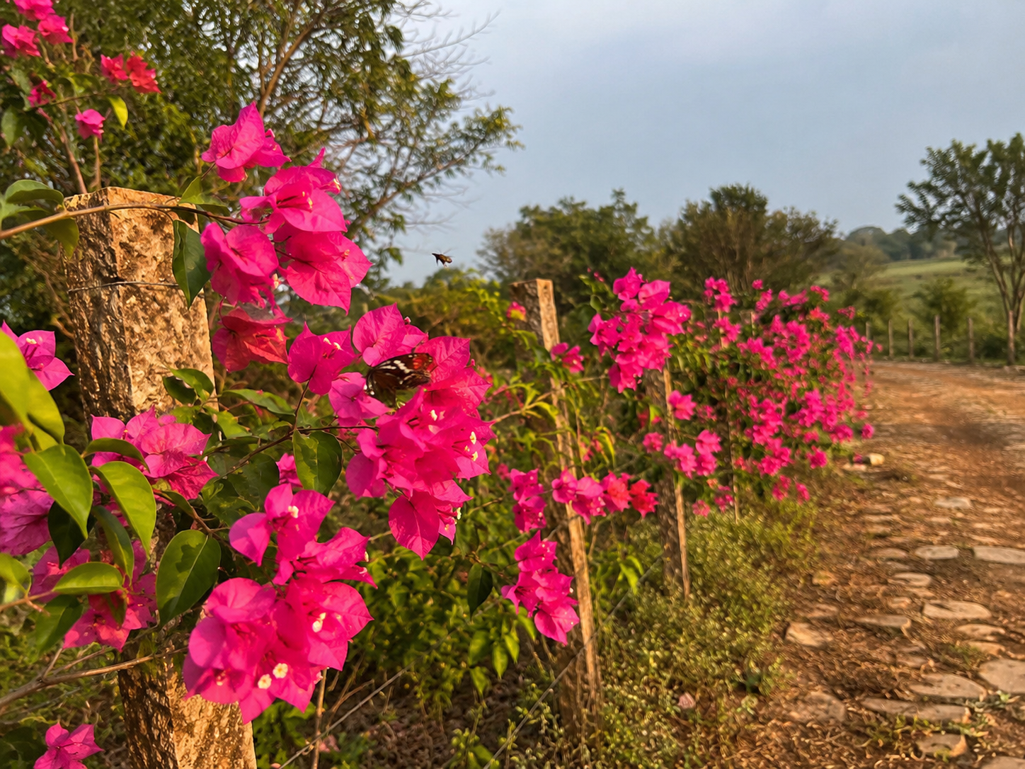 Bougainvillea growing on farm boundary