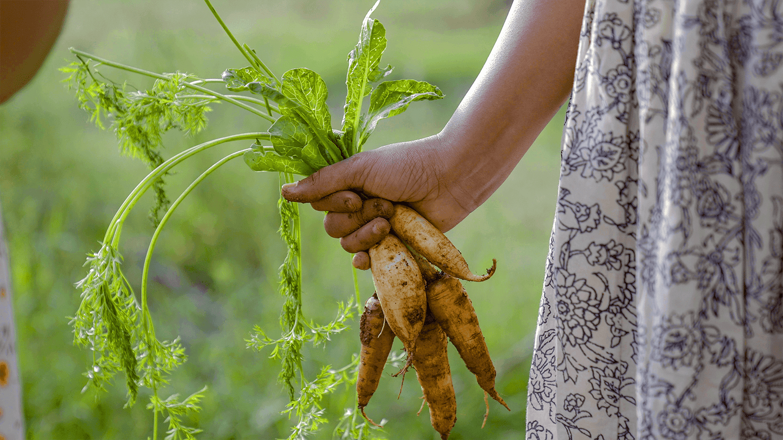 Community Vegetable Garden