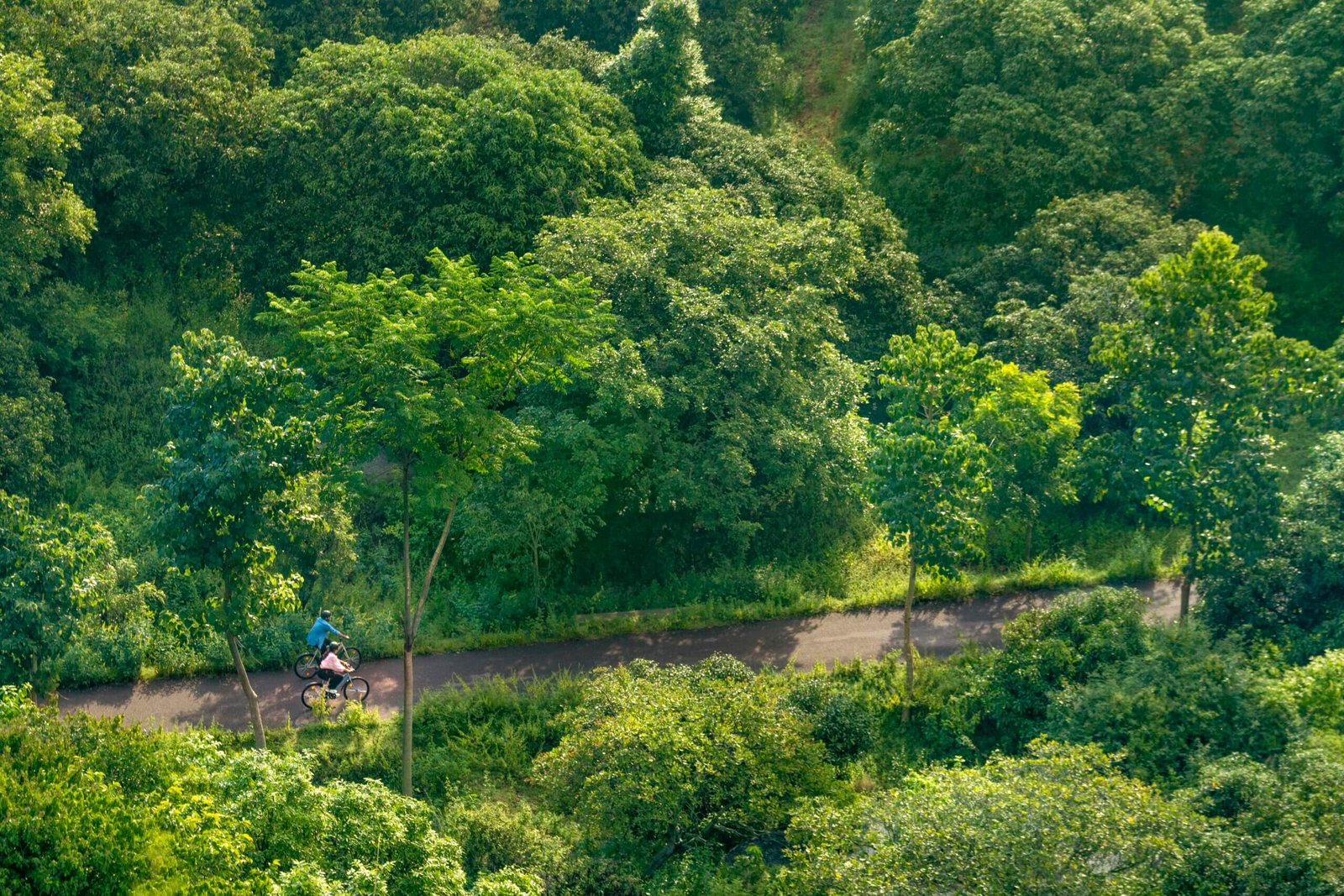Cycling track winding through a managed Hosachiguru farm near Bangalore