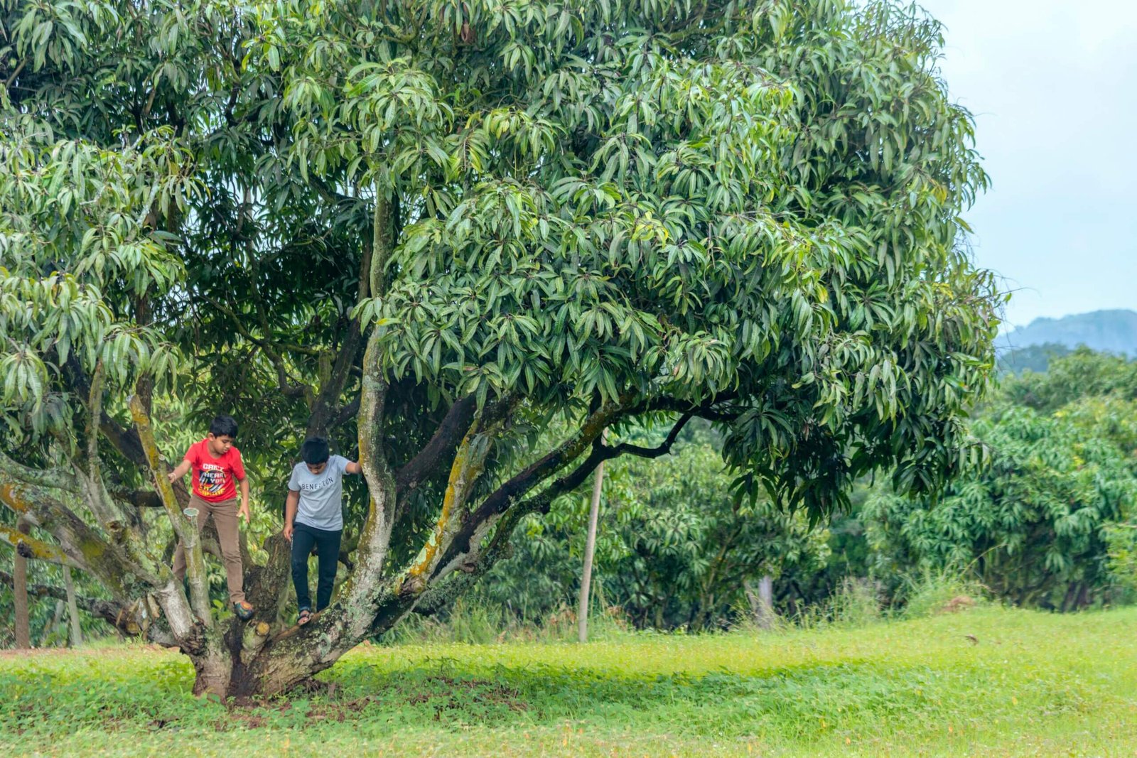 Farmland near Bangalore under managed cultivation