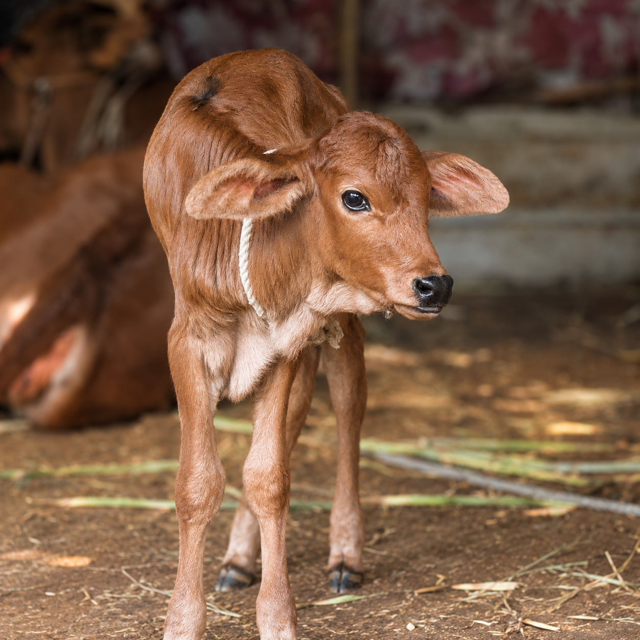 Goshala — farm cattle on a Hosachiguru managed farmland near Bangalore