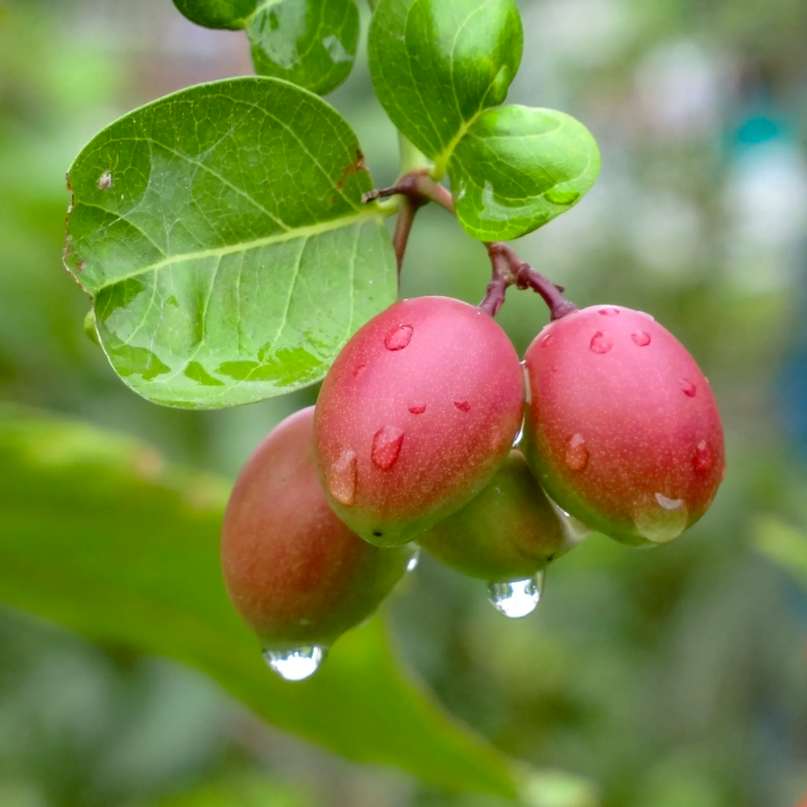 Kharonda Fruit — Hosachiguru farm