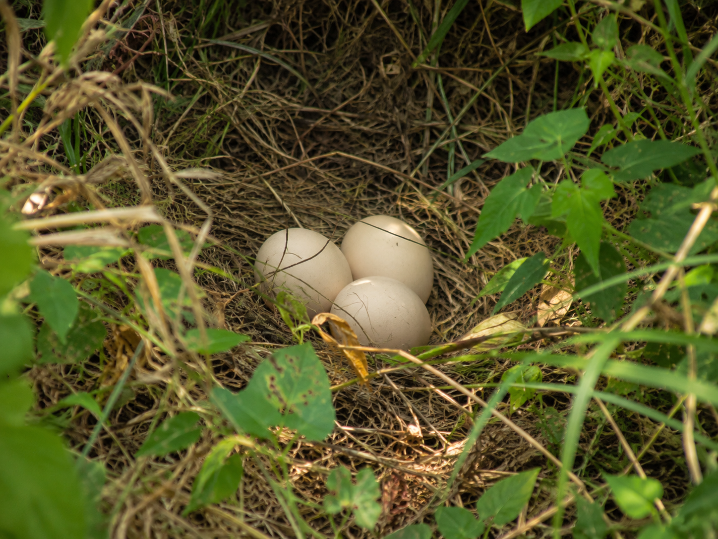 Peacock eggs found on the farm