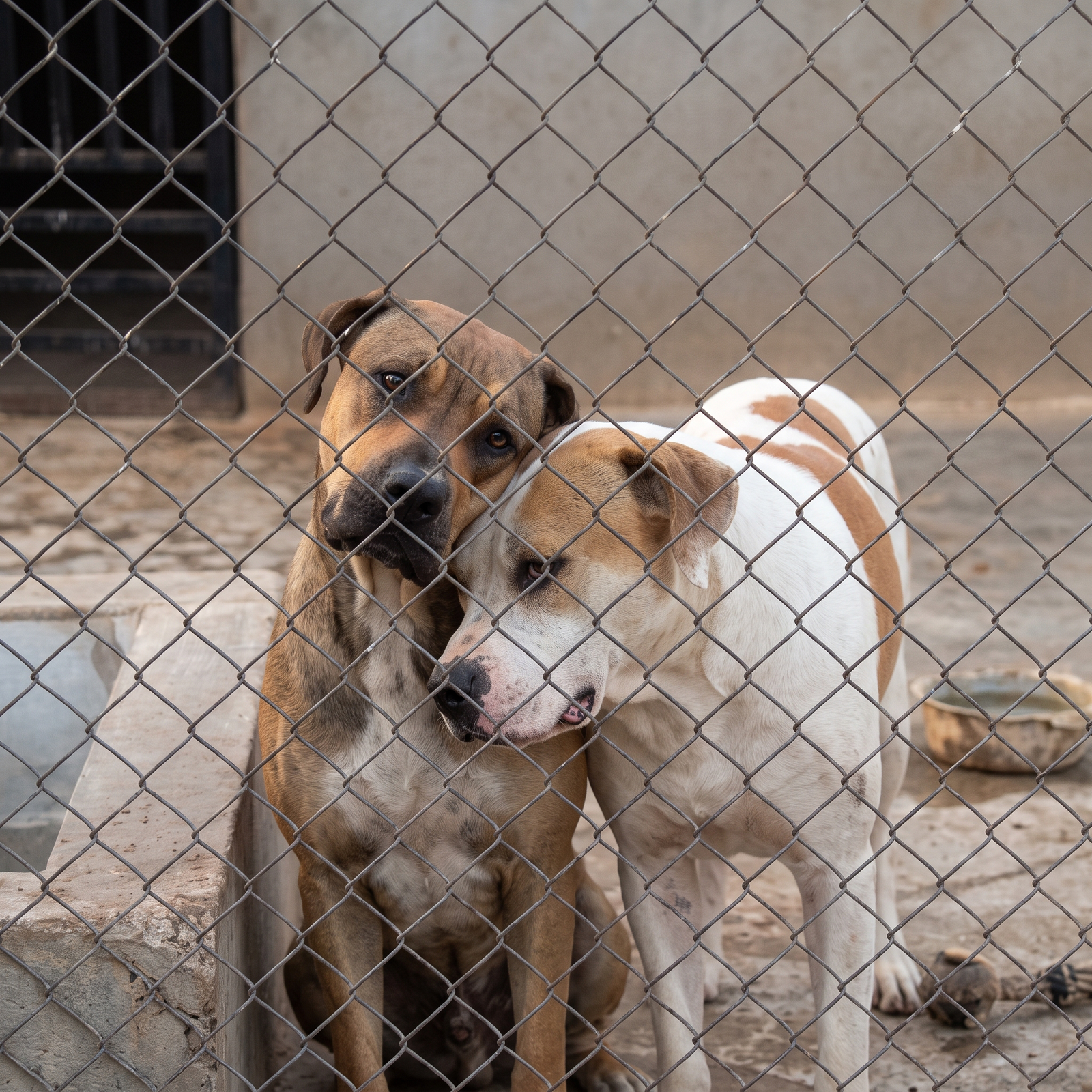 Petting Center at Abhivrudhi