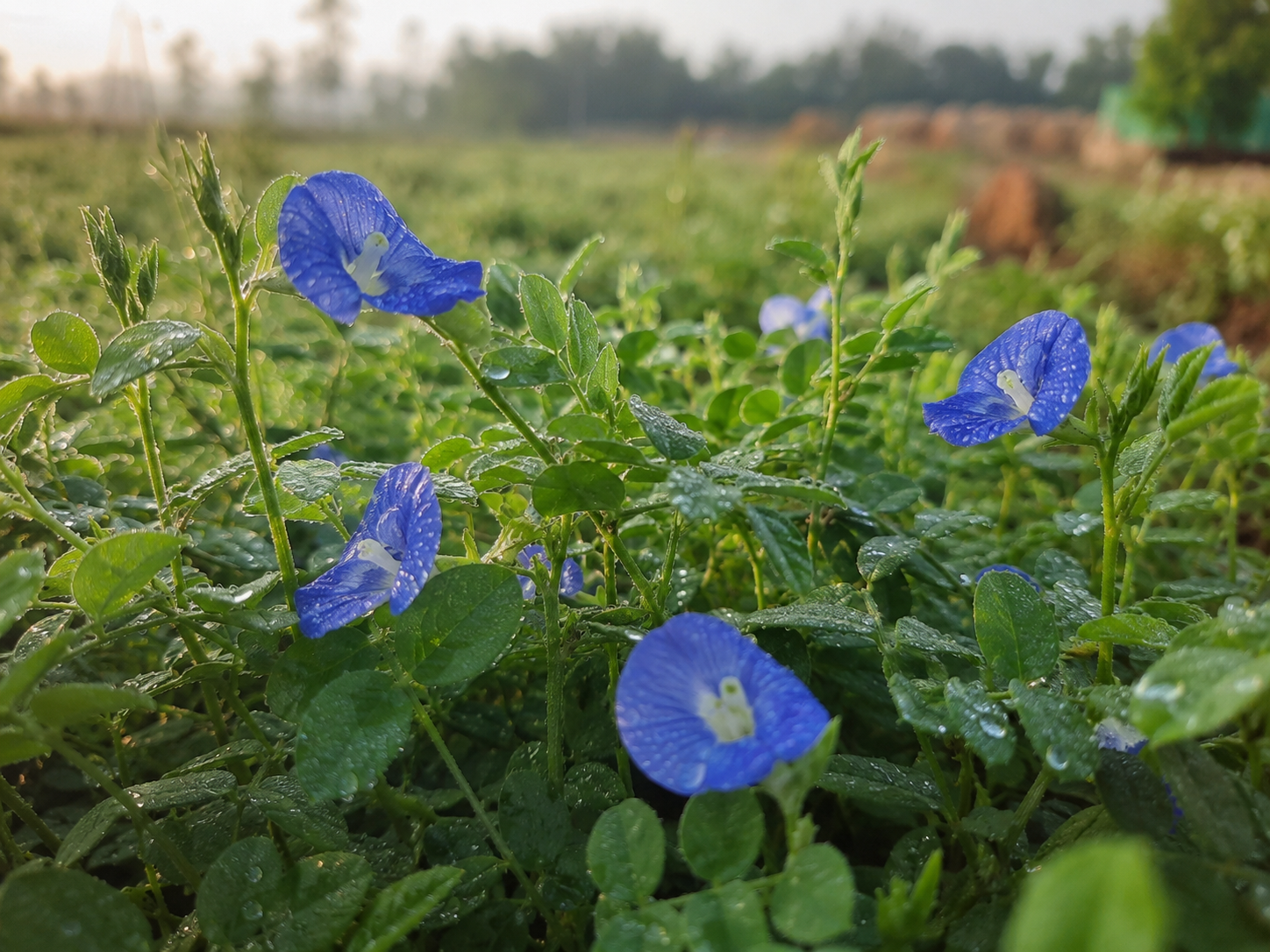 Shankapushpi herb at the farm