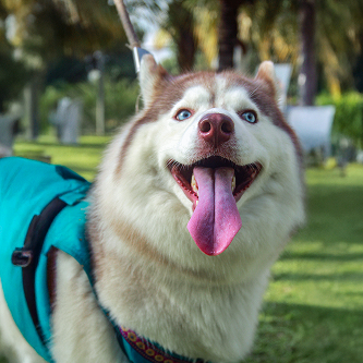 Dog's Day — farm life with animals