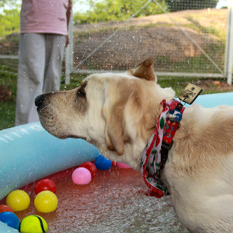 Dog's Day — dog play in open fields