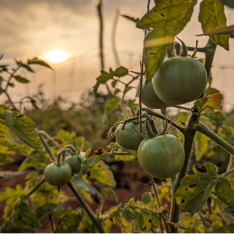 Sacred time — evening walk on the plot