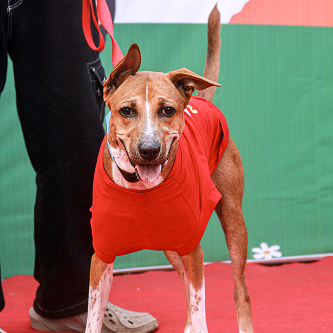 Dog's Day — families with pets at the farm