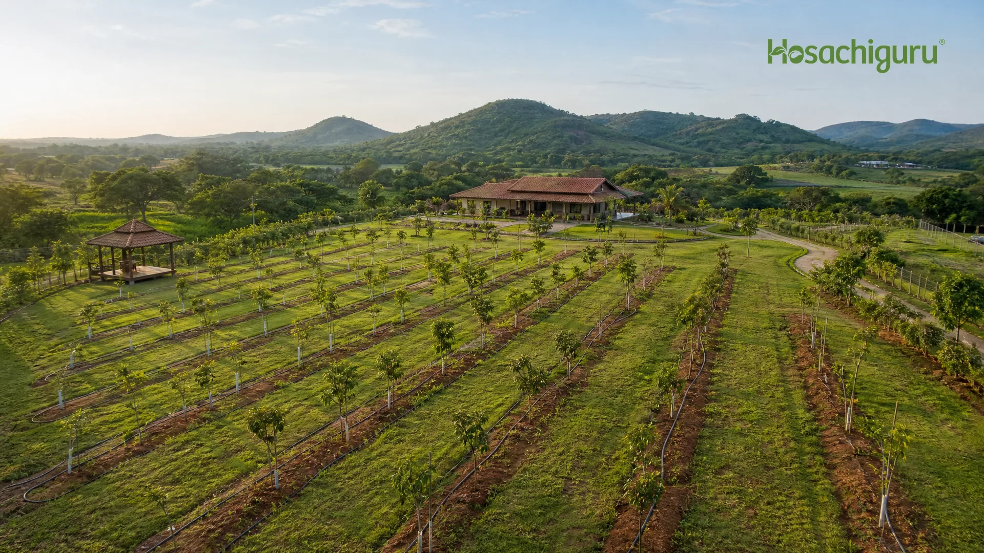 Aerial view of managed farm plots with organized tree rows and irrigation channels near Bangalore