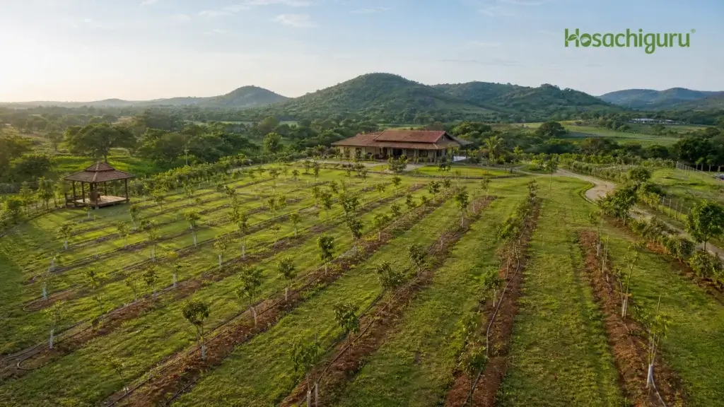 Aerial view of managed farm plots with organized tree rows and irrigation channels near Bangalore